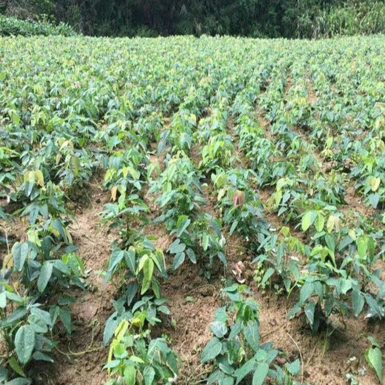 八月瓜苗 无籽八月瓜树苗野生八月炸瓜苗南北方四季种植爬藤果树苗