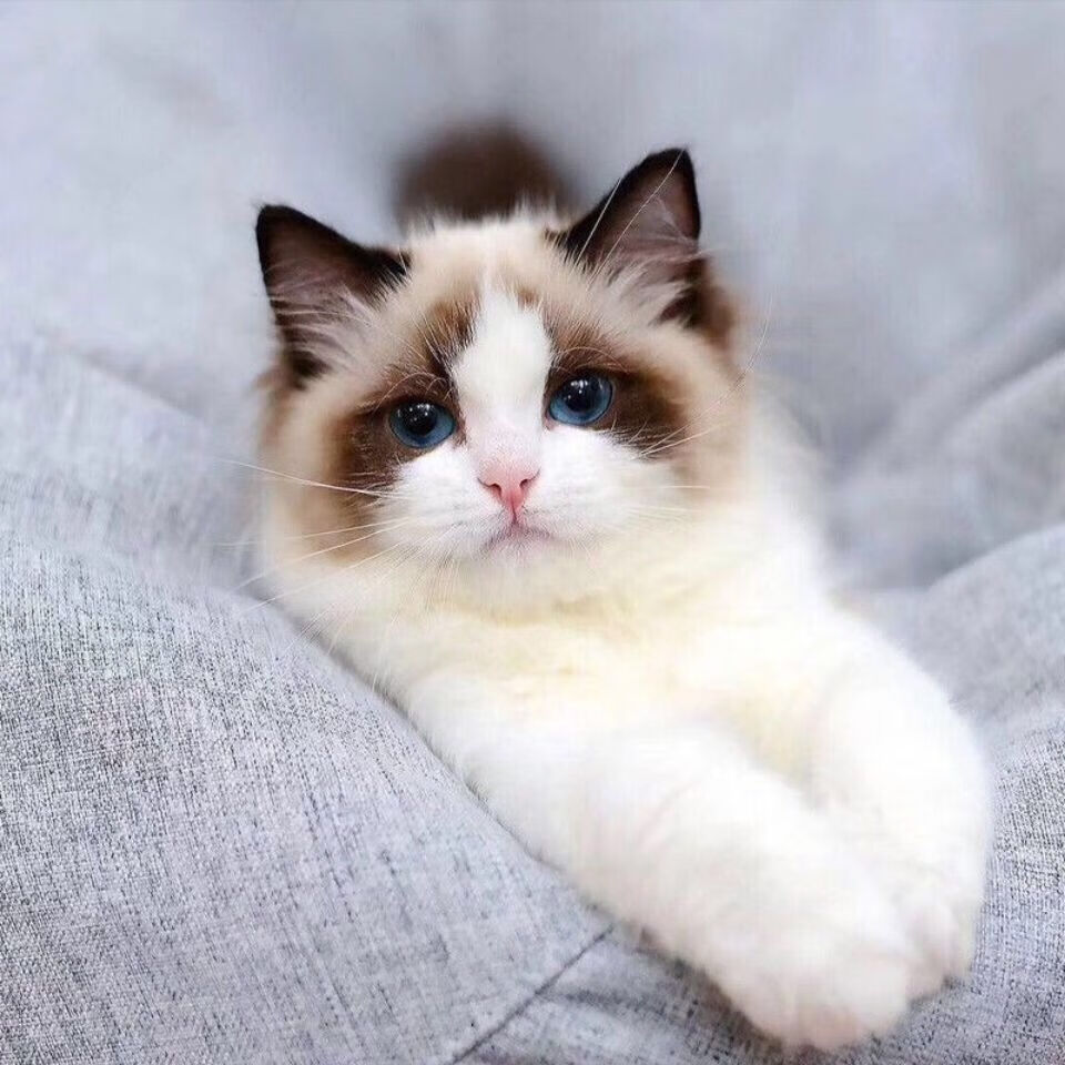 荣郁 混血布偶猫海双布偶幼猫蓝双重点色仙女猫幼崽小猫咪活物宠物
