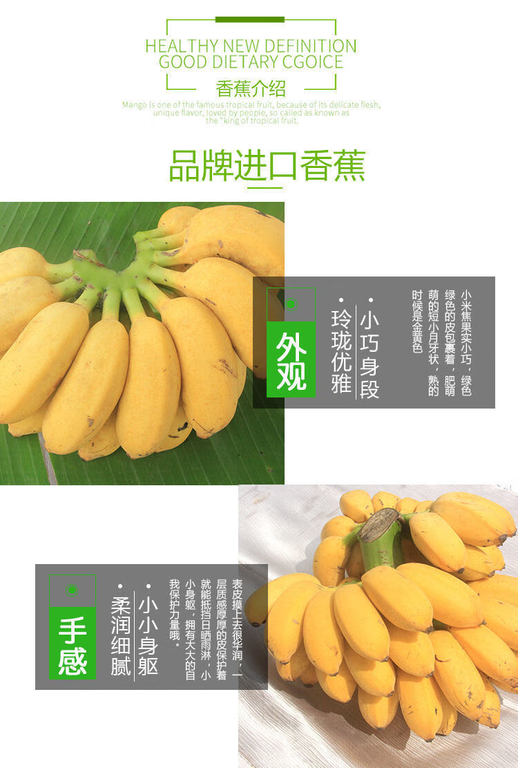 【精选直发】正宗广西小米蕉10斤当季新鲜水果整箱5斤3自然熟小香蕉