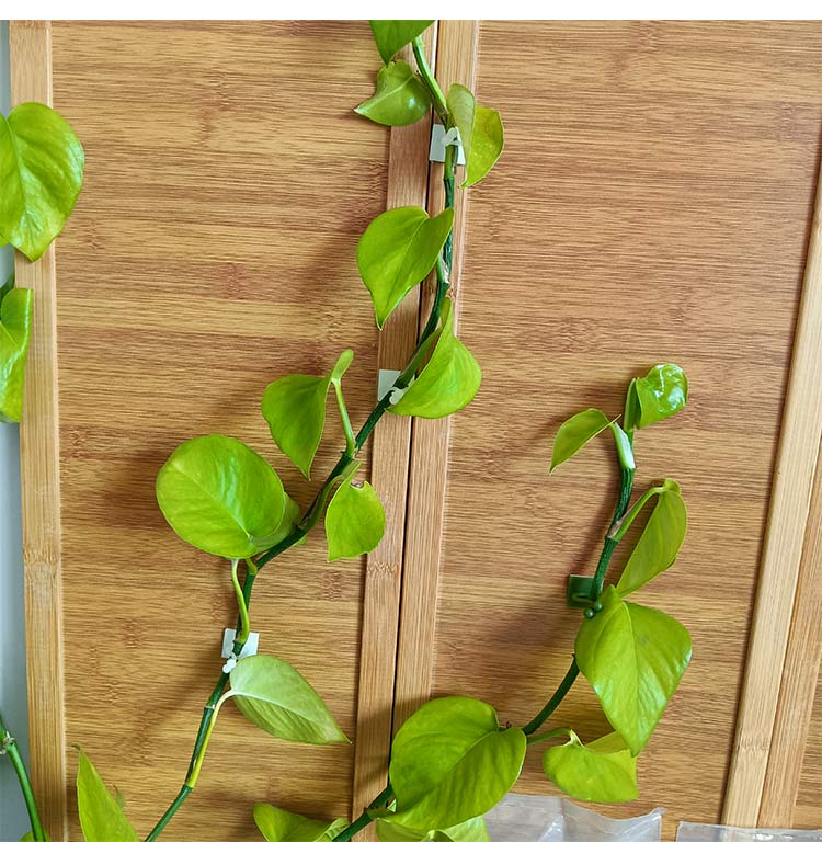 利比尔绿萝爬墙固定神器月季蔷薇室外卡扣夹绿植藤蔓爬藤固定器墙上