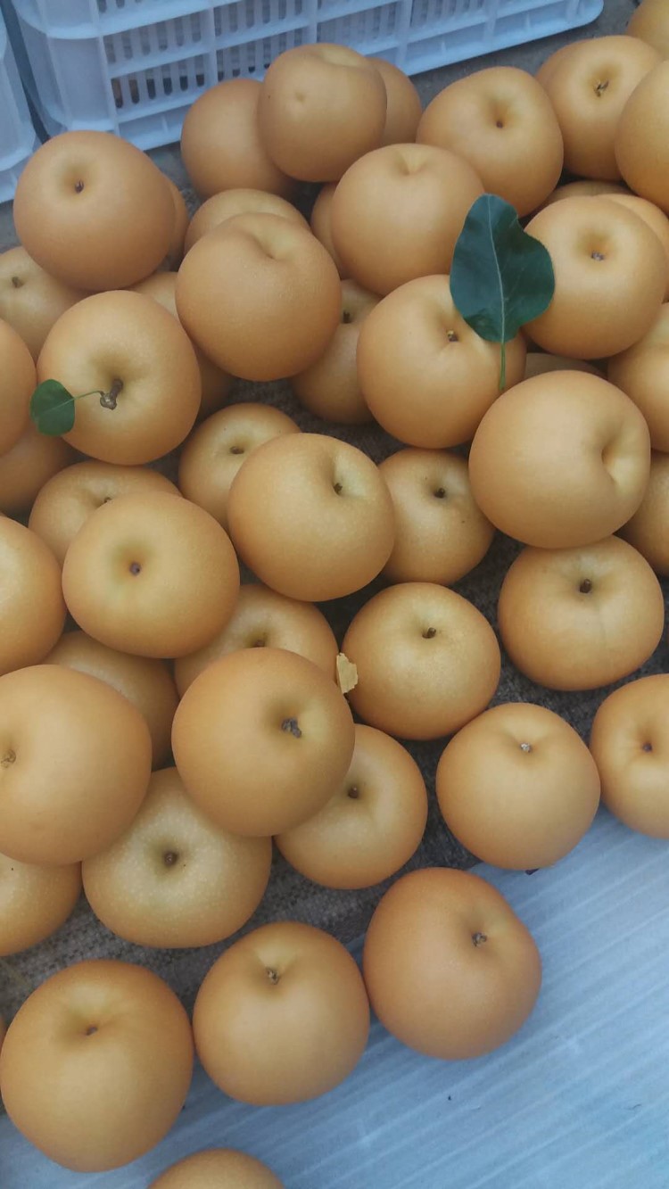 jd物流2021梨子新鲜水果莱阳秋月梨山东特产孕妇丰水梨5斤9斤整箱团购