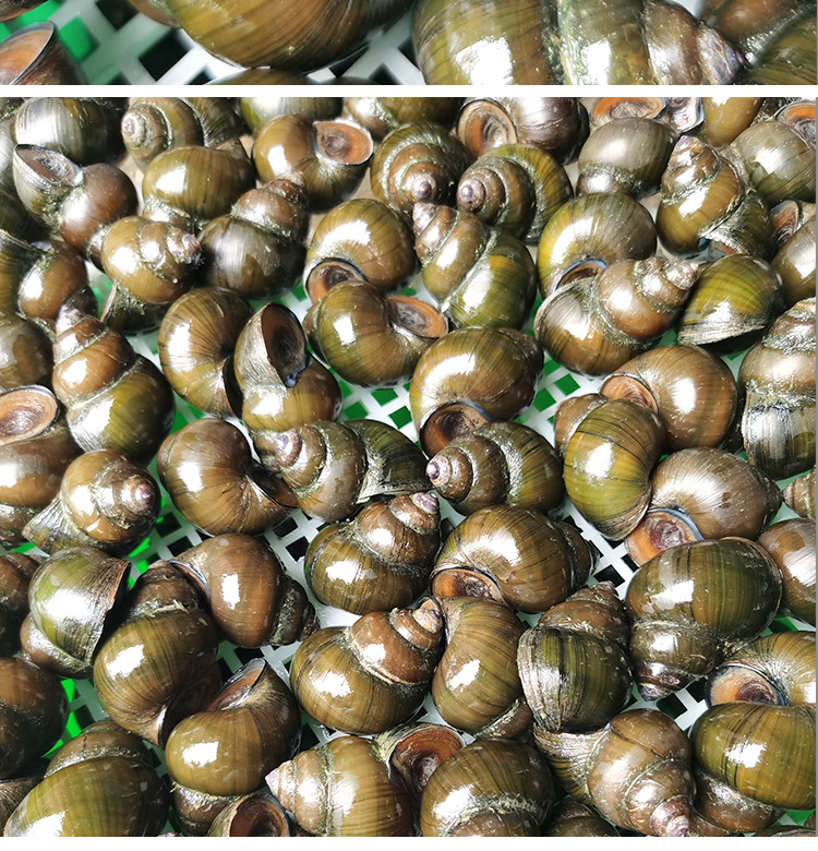 顺丰空运包活超大鲜活大田螺活体螺蛳爆炒田螺肉 顺丰空运大号4斤送
