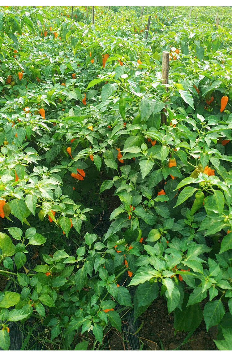 特辣印度魔鬼椒辣椒种子种籽苗孑秧苗龙息菜苗蔬菜超辣黄灯笼秧特 -量