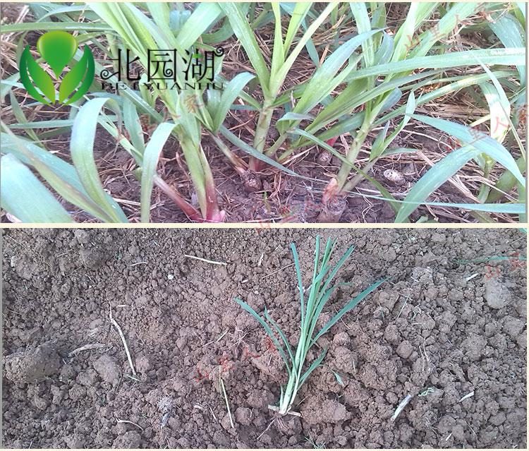 皇竹草子种甜象草皇竹草种节多年生新型皇竹草种苗四季 红象草1000节