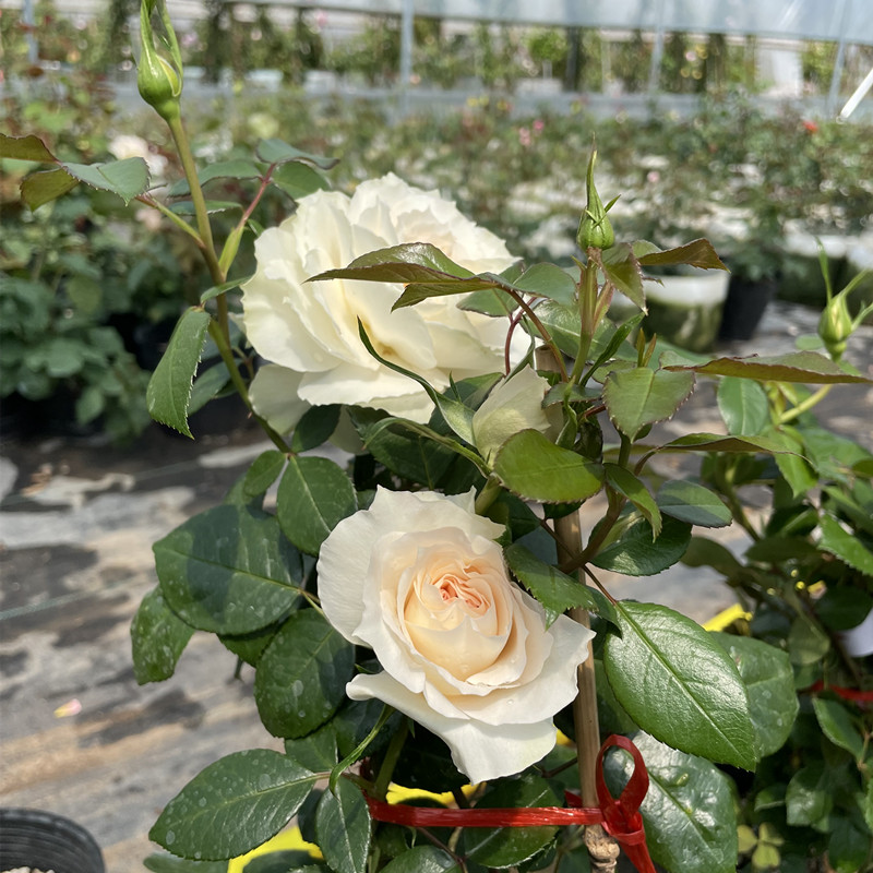 瑰玮欧月新品月季歌剧皇后大花浓香奶油色开花实物拍摄 歌剧皇后 中苗