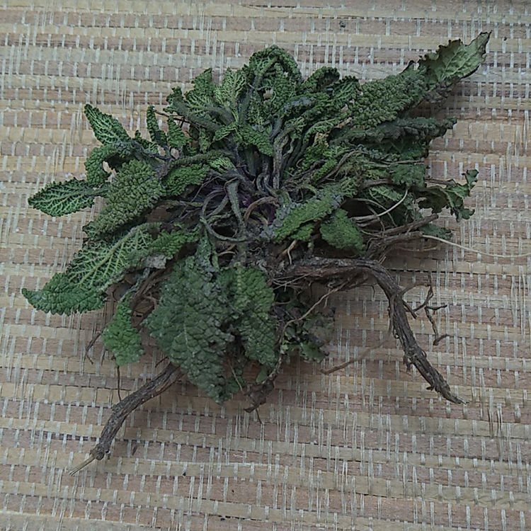 荔枝草癞蛤蟆草幼苗干品整棵水洗带根蟾蜍草青蛙草草雪见草 500克