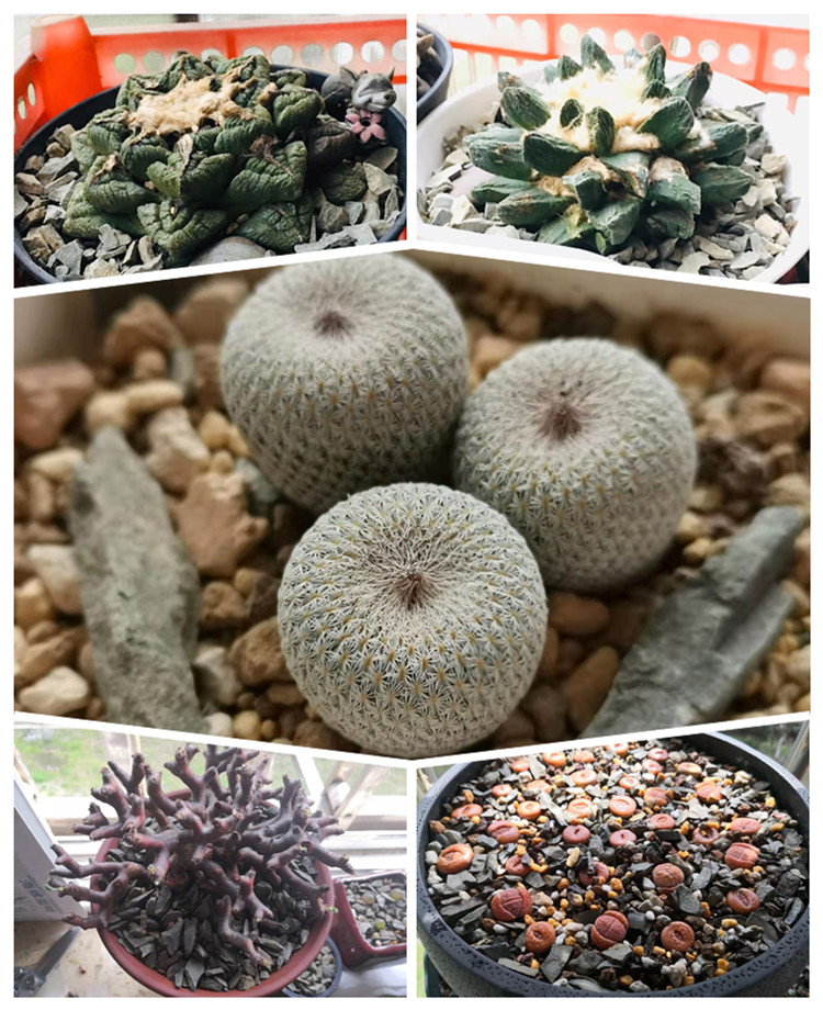 天然风化石砂多肉营养土兰花园艺盆栽仙人球掌植料碎小块石头铺面 2