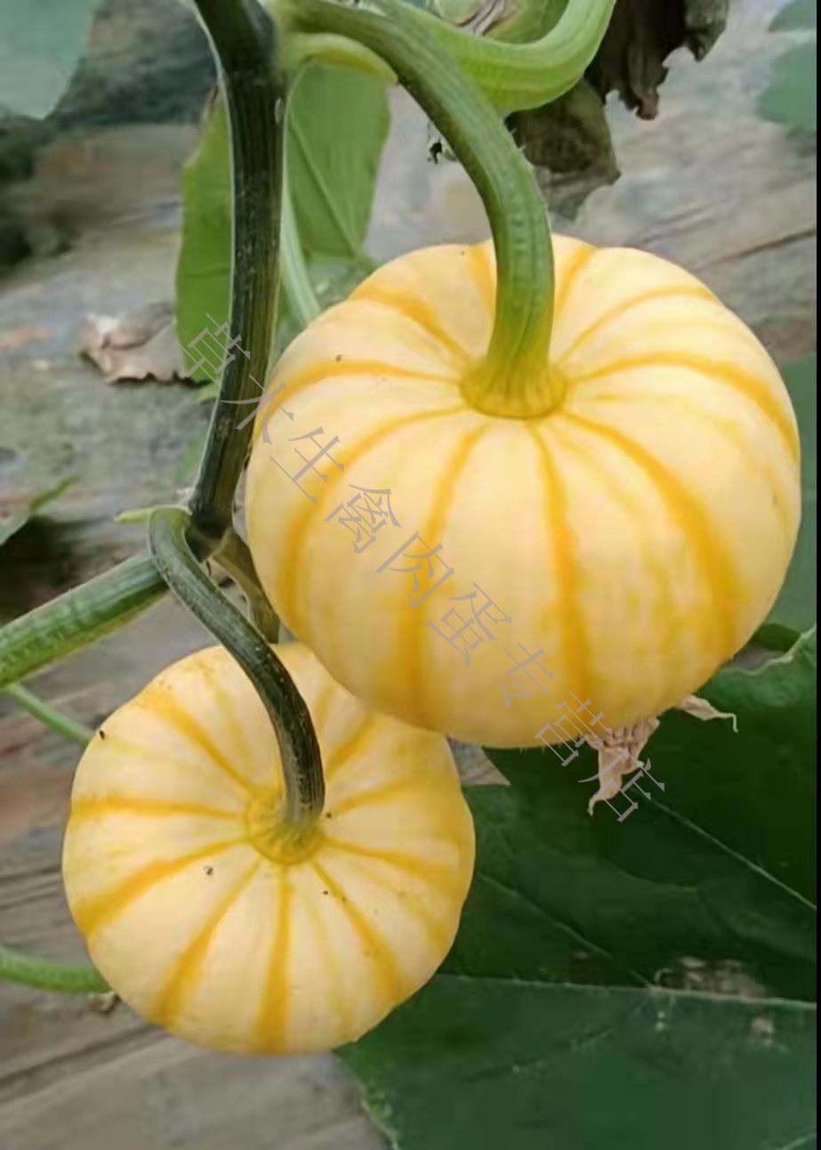 新鲜特色食材黄金贝贝瓜迷你小南瓜8斤