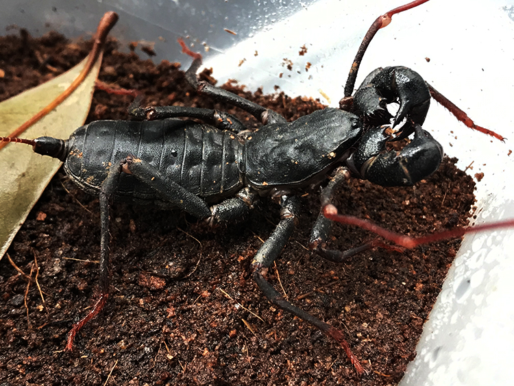宠物蝎 鞭蝎雷达蝎活体雨林蝎 巨型宠物蝎子蜘蛛另类爬虫活体 成体