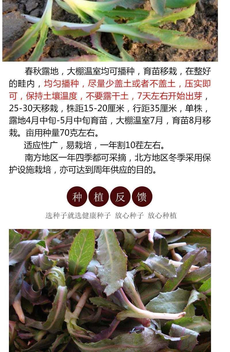 野生曲麻菜种籽高产野菜苦麻菜种籽春秋四季播庭院高产蔬菜籽量大联系