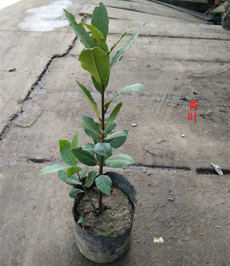 香叶树苗月桂树调料树香叶苗庭院公园绿化植物可四季常绿耐寒香叶树3