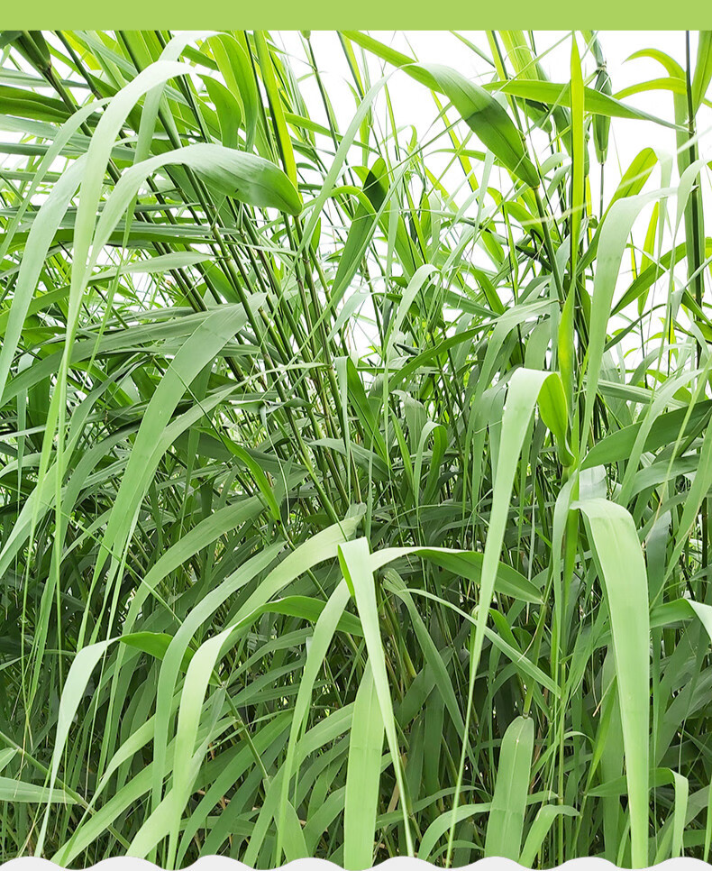 春光岛【苏北骆马湖】现摘新鲜野生芦苇叶天然粽子叶粽叶端午节包粽子