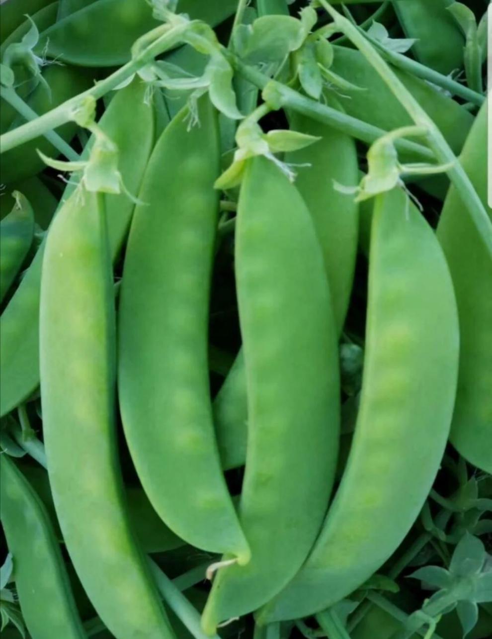 晨臻云南高山荷兰豆荚豆扁豆小荷兰豆 蔬菜基地现采直发 3斤【图片