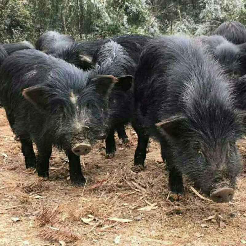 泰国黑背小香猪图片