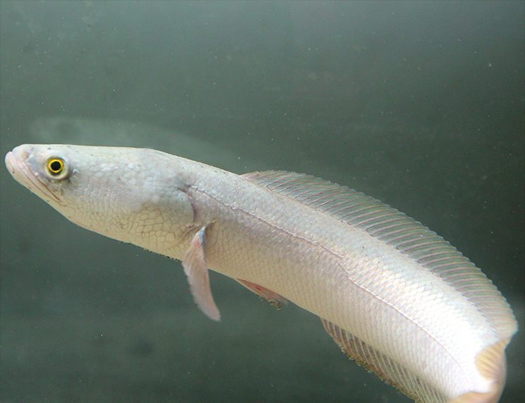 kjhgf大型稀有白化冷水观赏鱼凶猛鱼淡水热带鱼彩虹雷龙鱼 珍珠雷龙