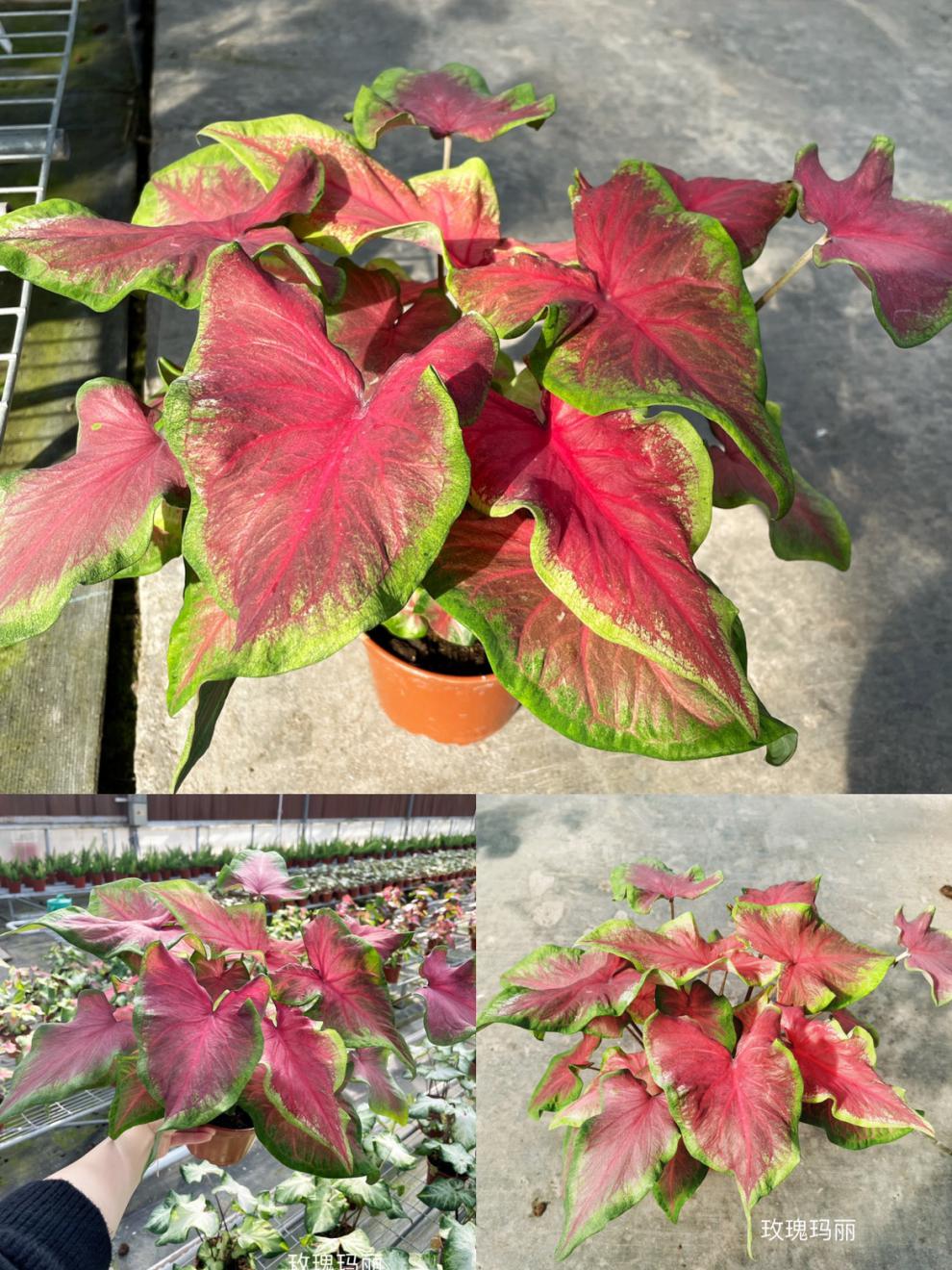 上海鲜花港 彩叶芋成品合集五彩芋成品网红观叶植物粉色飞溅红酒 粉红