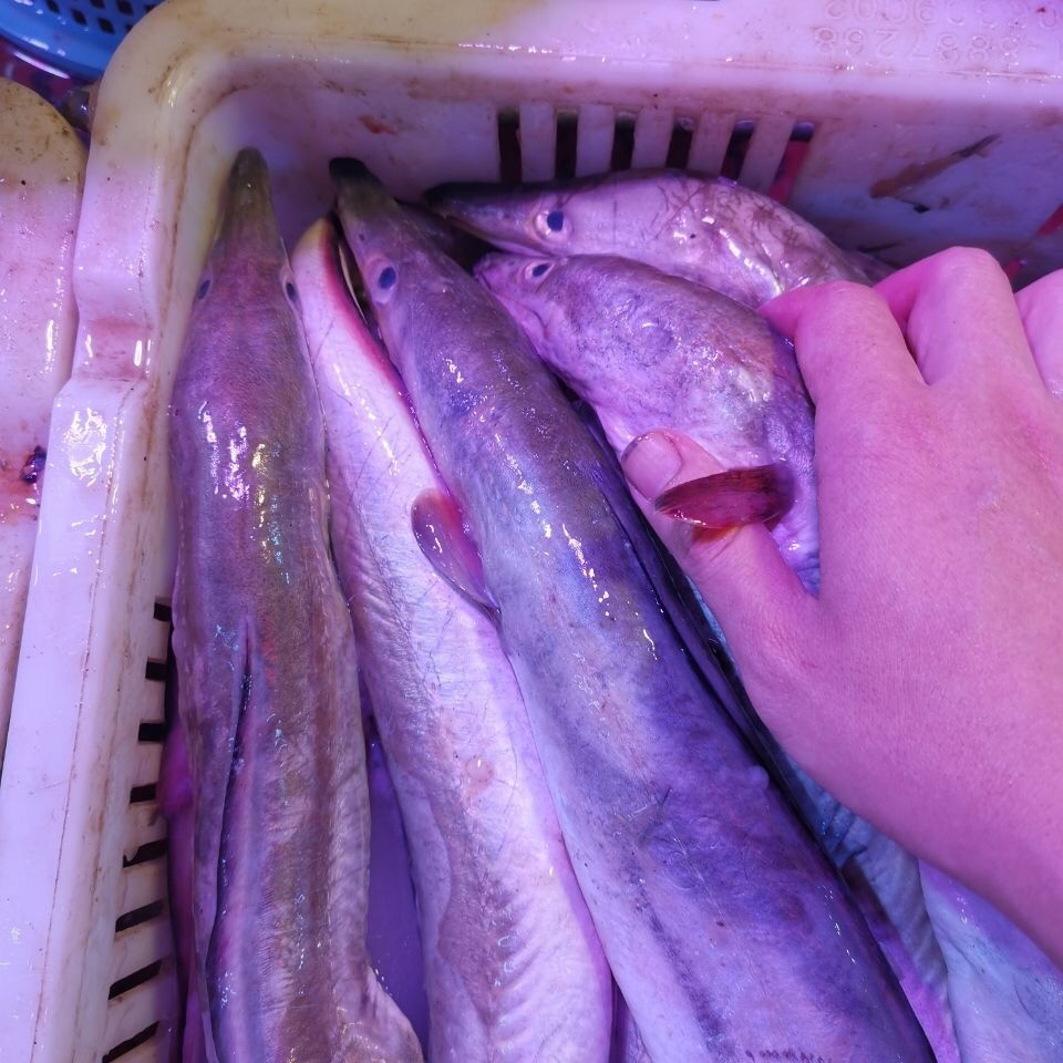 深海鳗鱼新鲜海鲜海鳗鱼新鲜鱼海鳝鱼1500g净重3斤新鲜海捕2条江浙沪