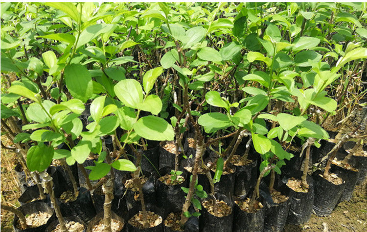 青枣树苗南方果树苗嫁接苗盆栽地栽水果树苗广西发货量大联系客服大