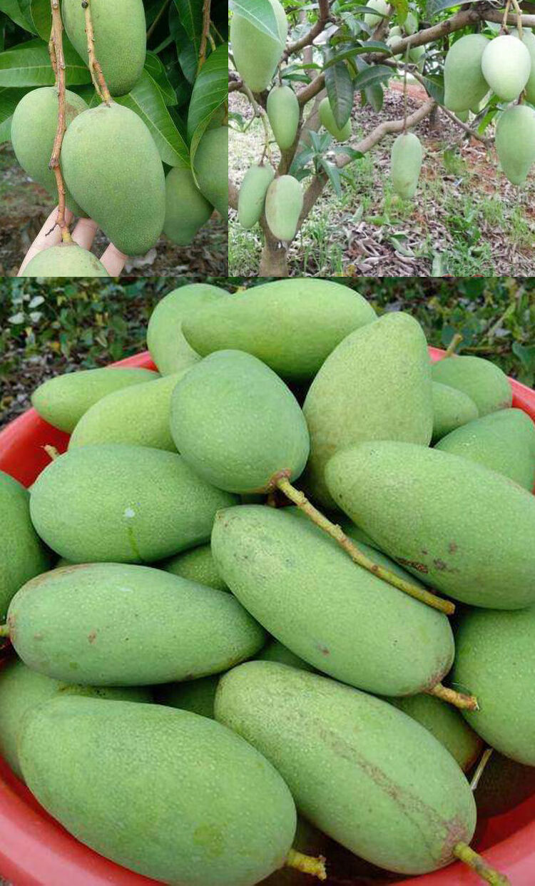 生芒果广西酸芒果新鲜现摘孕妇水果酸嘢酸脆腌制生吃芒果青芒果1斤500