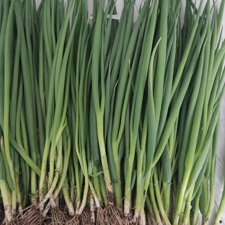 东北新鲜小葱小水葱现挖现发打饭包蘸酱菜小葱味道纯正 四斤装【图片