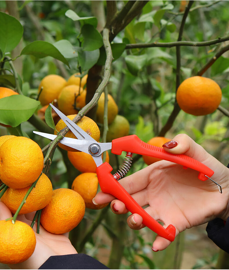 摘果剪采摘花椒剪子修摘果神器修剪葡萄水果专用蔬果剪刀工具 612小号