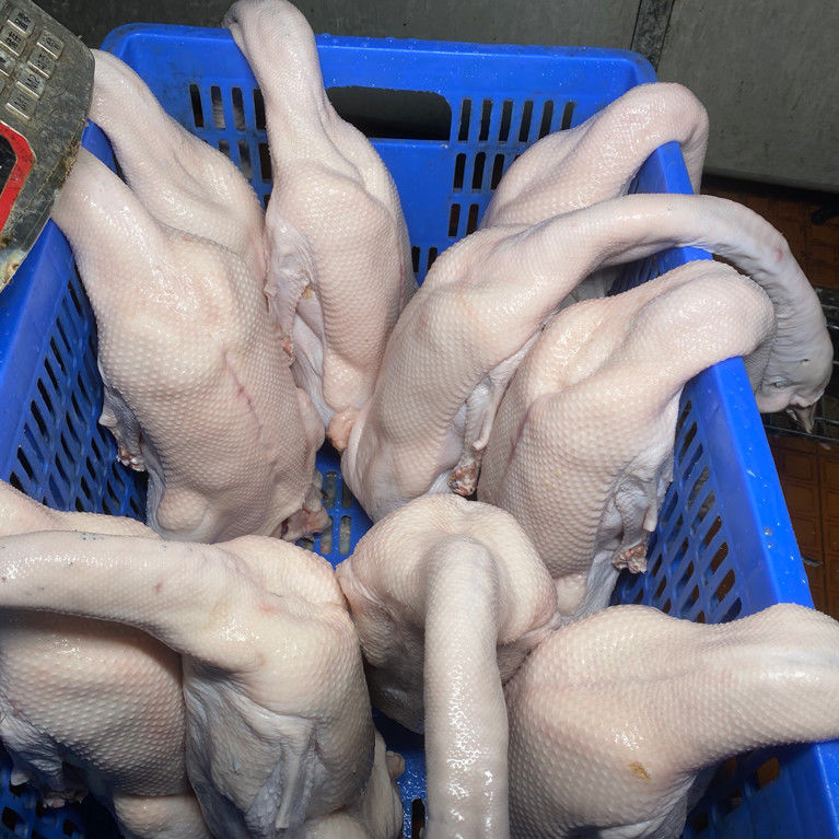 清远黑棕鹅农家散养新鲜大鹅肉整只现杀现发华奥薇斯67斤整只鹅去内脏