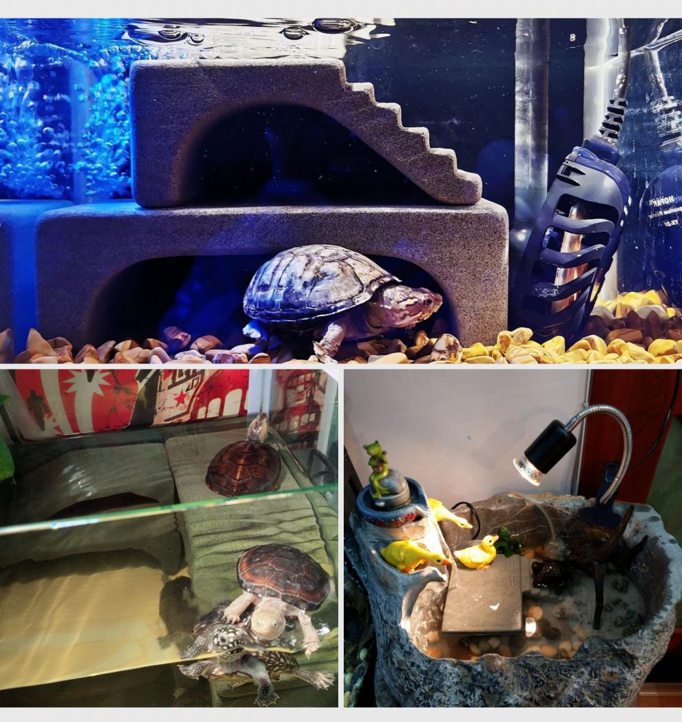 乌龟晒台爬台石头躲避洞爬梯爬坡别墅晒背台龟缸造景天然砂岩定制