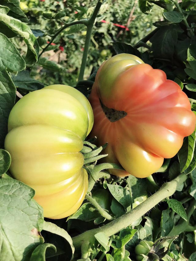 青樱红荔新鲜现摘自然熟潮汕马蹄番茄老品种大西红柿生吃水果5斤5斤