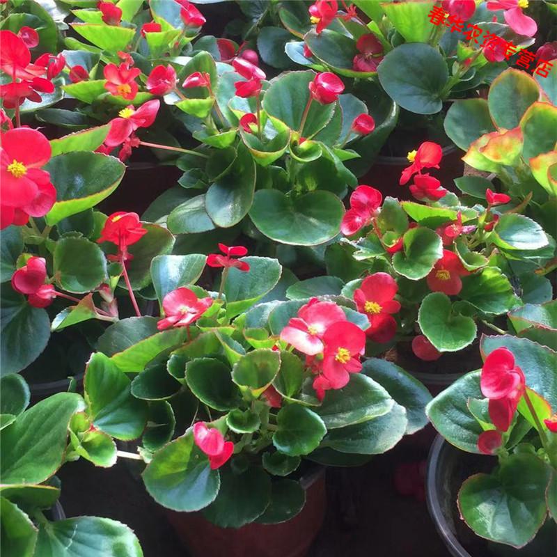 腾跃玻璃翠盆栽四季开花海棠玻璃翠重瓣丽格海棠室内盆栽四季开花z2ty