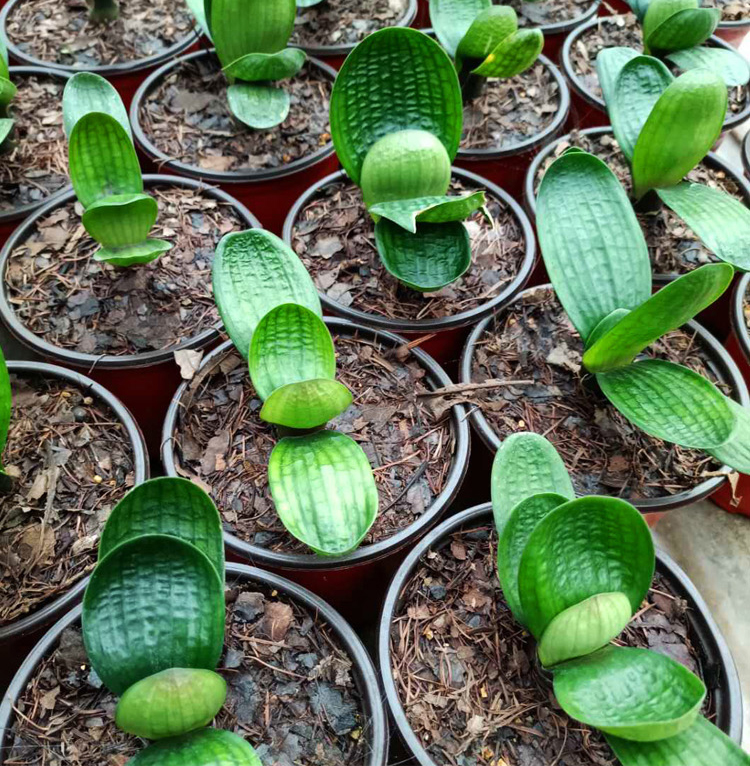 紫夜直播间专拍链接珍珠圆头虎头麻脸君子兰花卉80元专拍带盆栽好