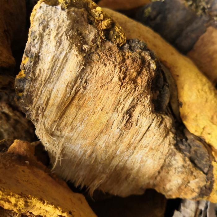 正宗长白山金边桑黄粉100克 桑黄灵芝菌茶粉 中药材桑黄粉 1000克