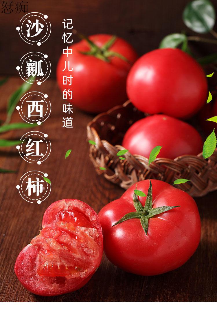 普罗旺斯西红柿新疆正宗沙瓤西红柿自然熟水果番茄新鲜采摘 家庭装5斤