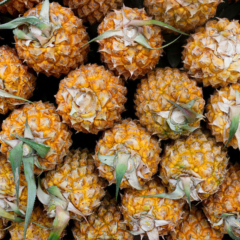 正宗徐闻金钻凤梨曲界菠萝火山红土香水大菠萝当季新鲜水果胜海南凤梨