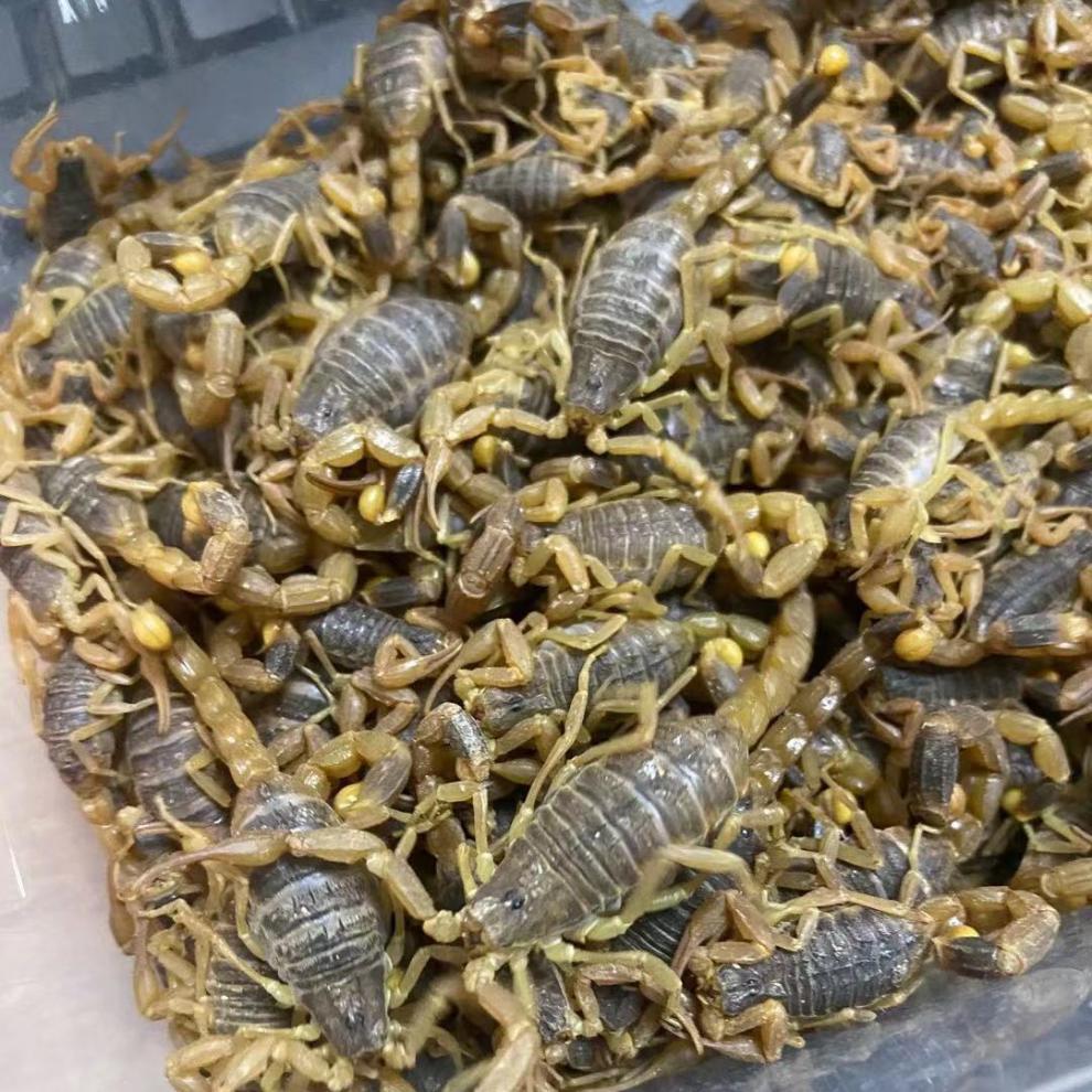 沂蒙山活蝎子十足食用yesheng蝎子泡酒入药油炸蝎子王活纯母6厘米左右