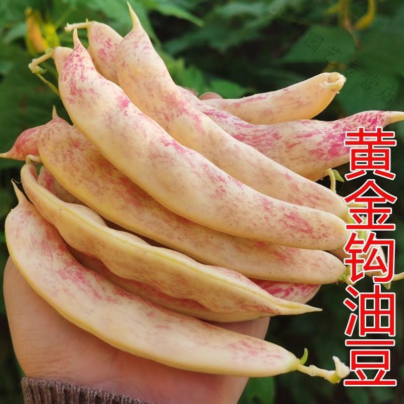 超早熟黄金勾豆角种子东北油豆种籽角黄金钩春季秋季四季抗病耐寒黄金