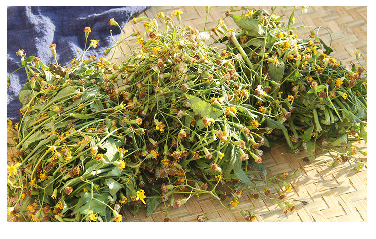 广西中草药千里光500g新鲜九里明现采九里明泡脚黄花母九龙光【图片