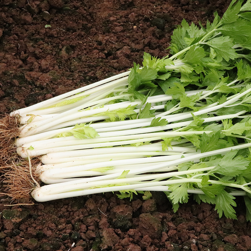 芬岚 现挖四川芹菜5斤新鲜蔬菜农家自种水芹菜当季清香白芹菜时令叶菜