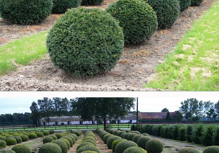 龟甲冬青球大小叶黄杨树苗冬青球树苗四季常青庭院绿化球形植物 30-40