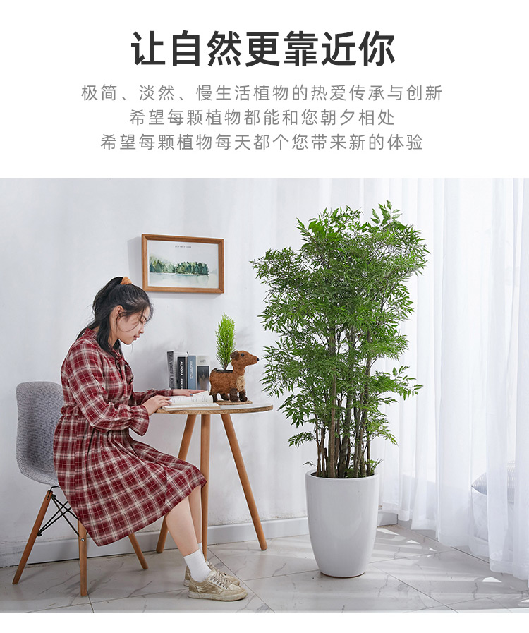 福禄寿大盆栽福禄桐羽叶盆景室内大型植物乔迁开张送礼绿植花卉高150