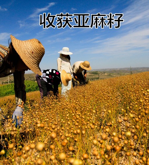 黄金亚麻籽粉 现磨内蒙古熟亚麻籽仁纯亚麻籽粉熟粉500g