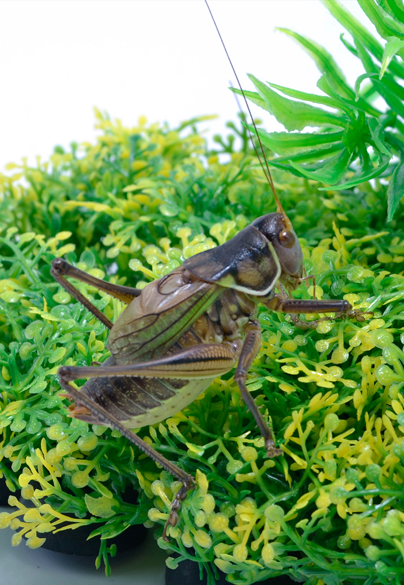 人工养殖蝈蝈活鸣虫新脱活虫大铁皮山青翠绿冬蝈蝈油葫芦爬虫宠物 绿