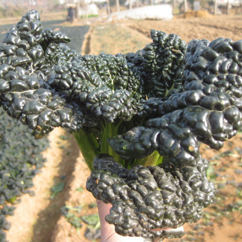 苏瑞泡泡青菜种子泡泡青黑油白菜种子耐寒耐抽苔养生菜蔬菜种子籽泡泡