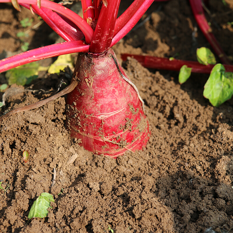 55斤装新鲜穿心红萝卜甜脆邳州农家紫皮水果萝卜