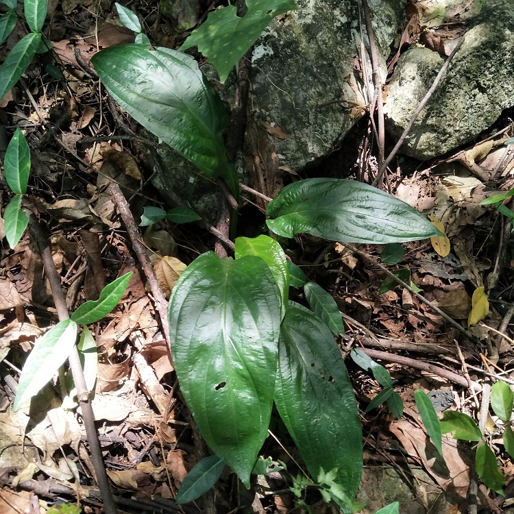 正宗新鲜现挖水田七屈头鸡现挖中草药500g深山土三七水田七水虾公 杞