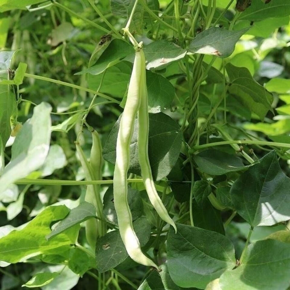 九粒白芸豆种子豆角架四季豆播种蔬菜种子四季播种耐寒耐热高产简装20