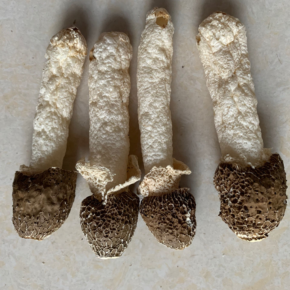 竹荪干货竹荪野生竹荪菌黑头竹荪野生干货特产煲汤材料黑头竹荪100g