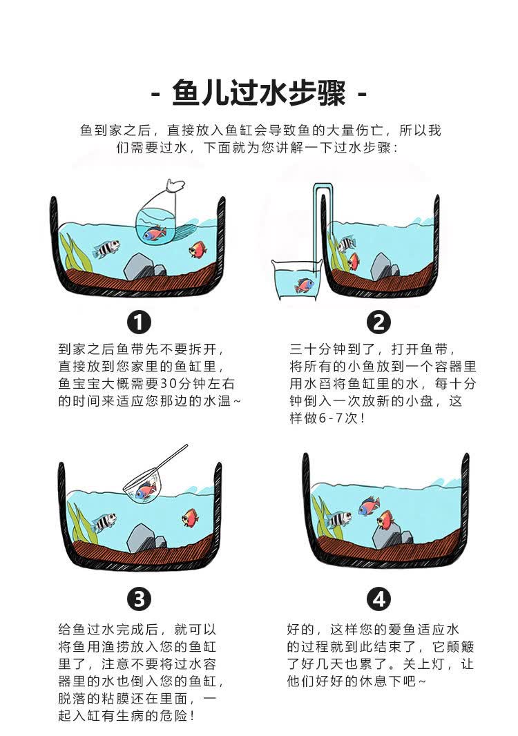 金鱼活鱼观赏鱼活体小金鱼冷水鱼锦鲤鱼金鱼苗活体淡水小型草金鱼 4