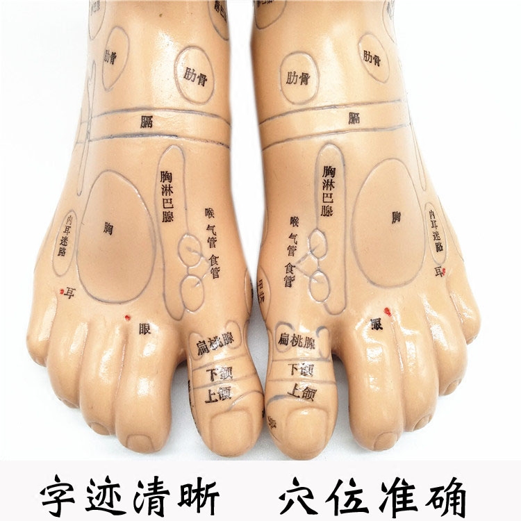 中界经络通 足底模型脚模足部反射区按摩足疗推拿按压穴位模型 软质