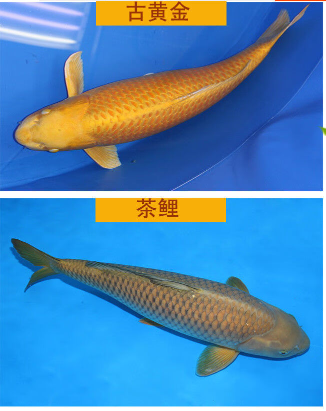 纯种德系闪鳞火鲤锦鲤鱼冷水观赏鱼精品大型纯红色火鲤发财小鱼苗