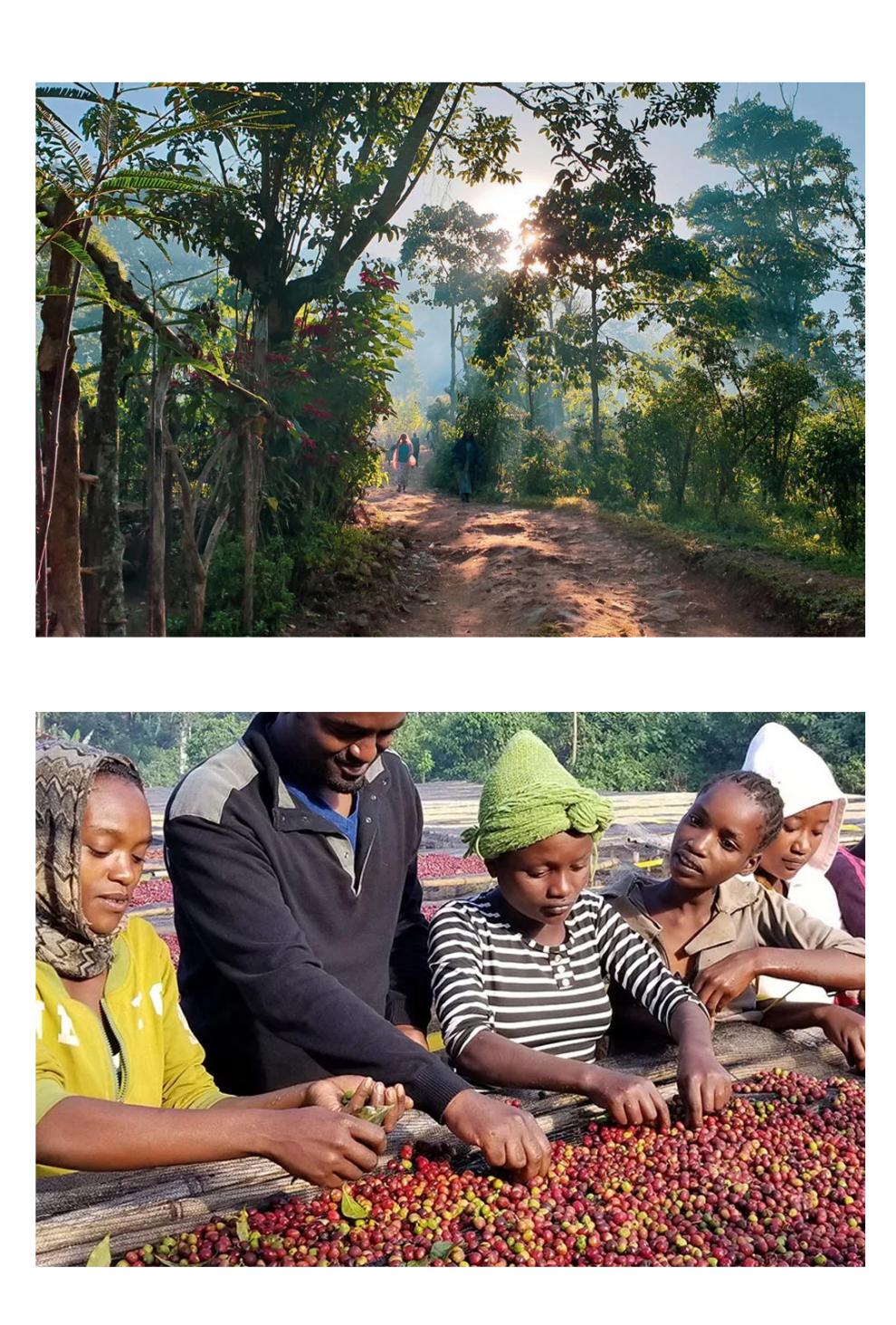 manner埃塞水洗橙花soe水洗中度烘焙精品咖啡豆250g 250g 中度烘焙